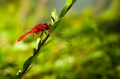 Dragonfly21
