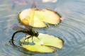 Dragonfly24