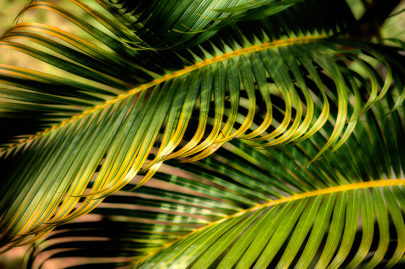 Palm