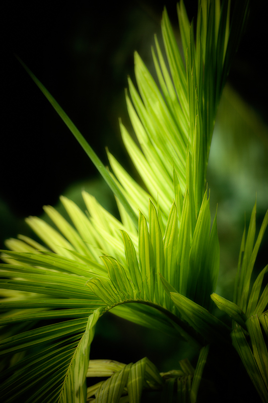 Palm 