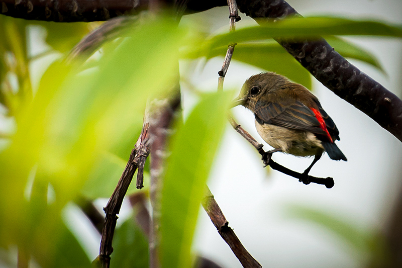 Redtailed Wabler female