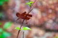 Dragonfly7.jpg